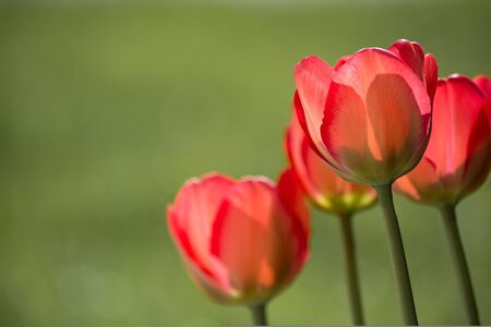 Tulpenblüte in Zang