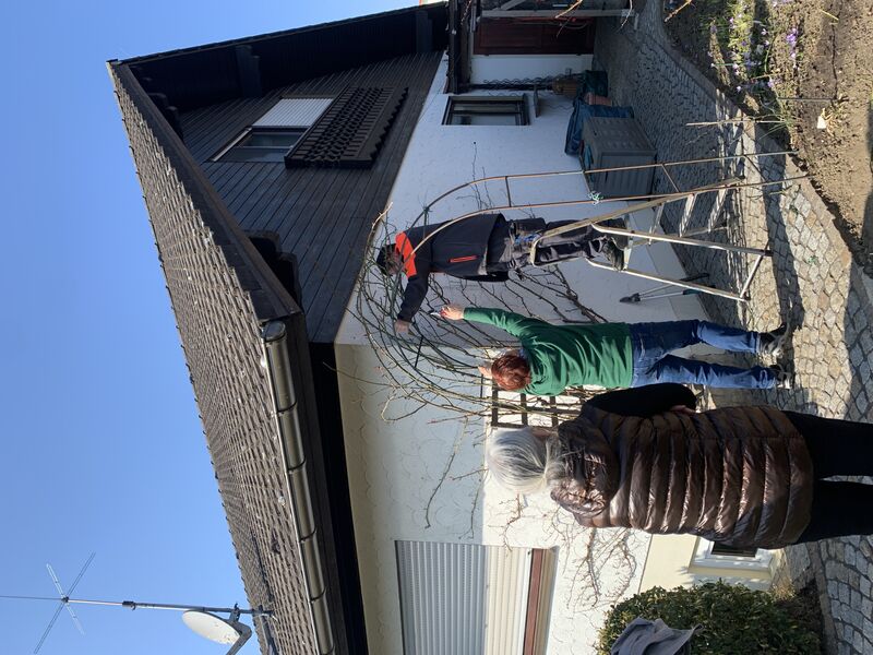 rosen-schneiden-aber-wie