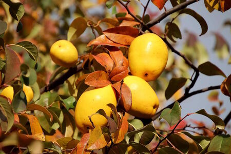 Rosengewächse für unsere Gesundheit im Winter