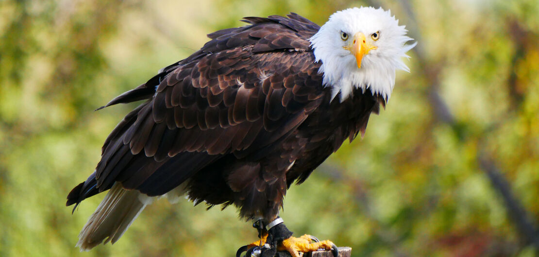 falkner-tag-greifvogel
