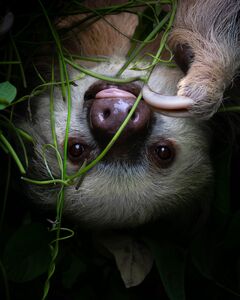 Im Urwald von Costa Rica